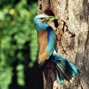 Roller - at nest with food in beak Roller - at nest with food in beak