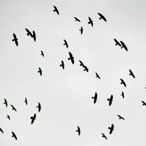 Rooks and Jackdaws flying Rooks and Jackdaws flying