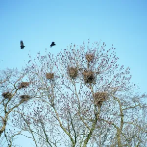 Rooks - at rookery in spring Rooks - at rookery in spring