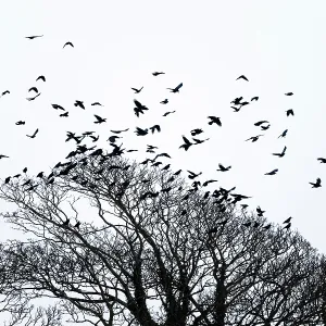 Rooks taking flight from tree top Rooks taking flight from tree top