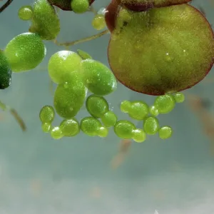 Rootless / Least Duckweed Rootless / Least Duckweed