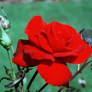 ROSE - Red, Sir John A. MacDonald - Hybrid Tea ROSE - Red, Sir John A. MacDonald - Hybrid Tea