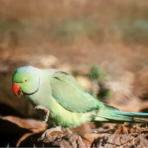 ROSE-RINGED / Ring-necked PARAKEET - on ground ROSE-RINGED / Ring-necked PARAKEET - on ground