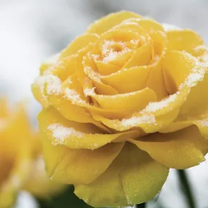 Rose Rose