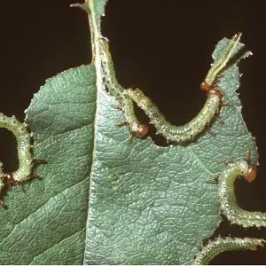 ROSE SAWFLY - larvae / caterpillar ROSE SAWFLY - larvae / caterpillar