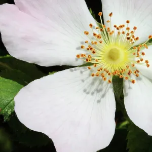 Rose, Wild rose, Dog rose, Rosa canina, Pink subject Rose, Wild rose, Dog rose, Rosa canina, Pink subject