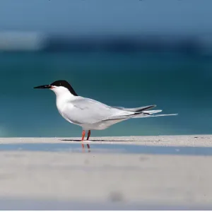 ROSEATE TERN ON BEACH ROSEATE TERN ON BEACH