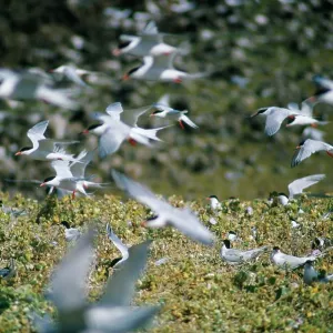 Roseate Terns - in flight over colony Roseate Terns - in flight over colony
