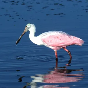 Roseatte / Roseate SPOONBILL - wading Roseatte / Roseate SPOONBILL - wading