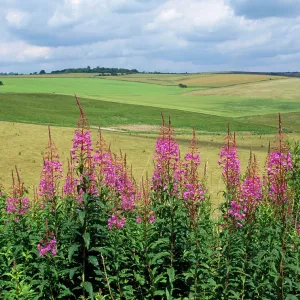 Rosebay Willowherb Rosebay Willowherb