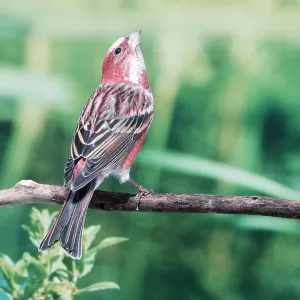 ROSEFINCH - ON BRANCH ROSEFINCH - ON BRANCH