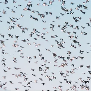 Rosy / Rose-coloured starlings - flock in flight Rosy / Rose-coloured starlings - flock in flight