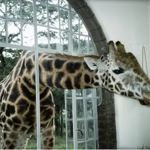 Rothschild's / Baringo GIRAFFE - with head through Rothschild's / Baringo GIRAFFE - with head through