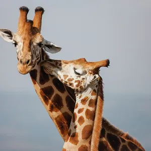 Rothschild's Giraffe Rothschild's Giraffe