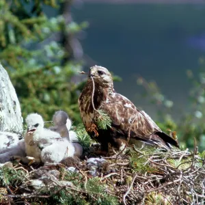 Rough Legged Buzzard - on nest ledge with young Rough Legged Buzzard - on nest ledge with young