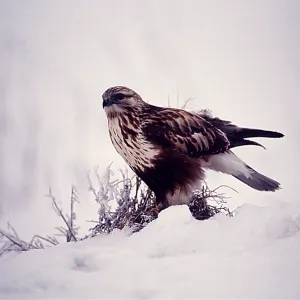 ROUGH-LEGGED HAWK / BUZZARD - in snow, on ground ROUGH-LEGGED HAWK / BUZZARD - in snow, on ground