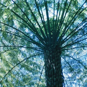 ROUGH TREE FERN, viewed from below ROUGH TREE FERN, viewed from below