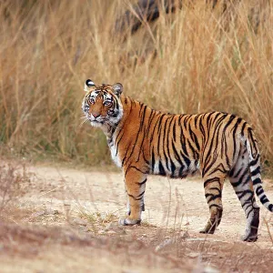 Royal Bengal / Indian Tiger Royal Bengal / Indian Tiger