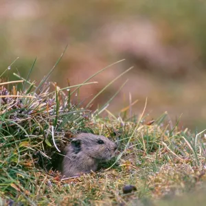 Royle's Vole - at burrow entrance at 4600 meters Royle's Vole - at burrow entrance at 4600 meters