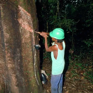 Rubber Tree - rubber tapping at work in rainforest Rubber Tree - rubber tapping at work in rainforest