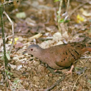 Ruddy Ground DOVE Ruddy Ground DOVE
