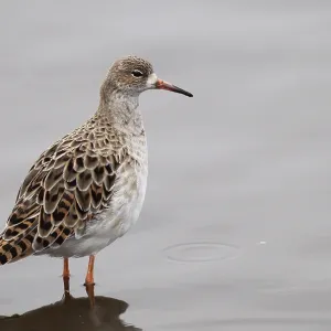 Ruff - adult wading in pool - Winter Ruff - adult wading in pool - Winter
