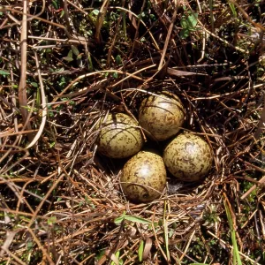 RUFF - NEST WITH EGGS