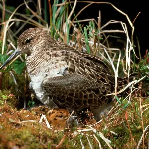 Ruff / Reeve - female at nest with chick Ruff / Reeve - female at nest with chick
