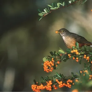 RUFOUS-BELLIED THRUSH - on branch with berries RUFOUS-BELLIED THRUSH - on branch with berries