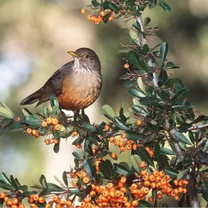 RUFOUS-BELLIED THRUSH - on branch with berries RUFOUS-BELLIED THRUSH - on branch with berries