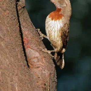 Rufous-necked / Red-breasted WRYNECK - perched in tree Rufous-necked / Red-breasted WRYNECK - perched in tree