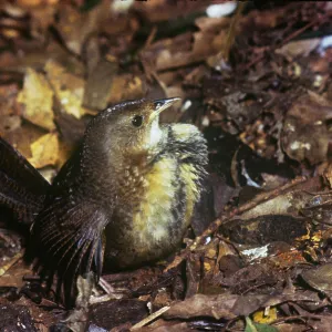 Rufous Scrub Bird Rufous Scrub Bird