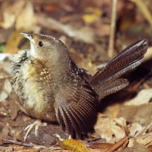RUFOUS SCRUB BIRD / Rufous-Scrub bird RUFOUS SCRUB BIRD / Rufous-Scrub bird
