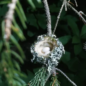 Rufus Hummingbird - eggs in nest Rufus Hummingbird - eggs in nest