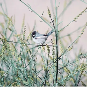 RUPPELL'S WARBLER - male
