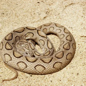 RUSSELL'S VIPER RUSSELL'S VIPER