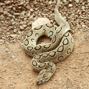 RUSSELL'S VIPER - COILED RUSSELL'S VIPER - COILED