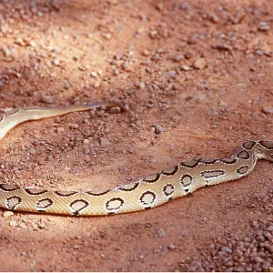 RUSSELL'S VIPER - ON SAND RUSSELL'S VIPER - ON SAND