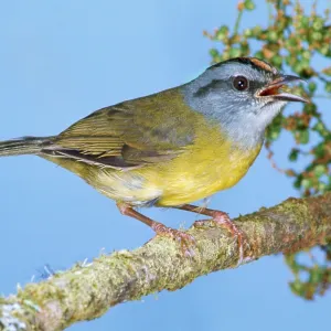 Russet Crowned Warbler