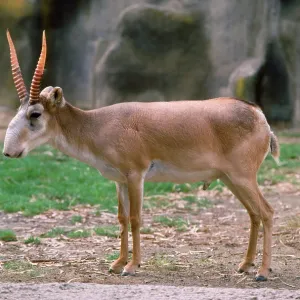 Russian SAIGA Antelope Russian SAIGA Antelope