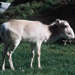 Russian SAIGA ANTELOPE - female Russian SAIGA ANTELOPE - female