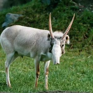 Russian SAIGA Antelope - male. Winter coat Russian SAIGA Antelope - male. Winter coat
