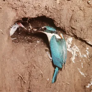 SACRED KINGFISHER - feeding young at nest SACRED KINGFISHER - feeding young at nest
