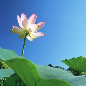 Sacred LOTUS Sacred LOTUS