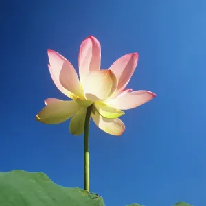 Sacred LOTUS Lily Sacred LOTUS Lily