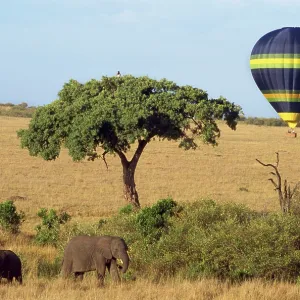 Safari, Hot-air Balloon Safari, Hot-air Balloon