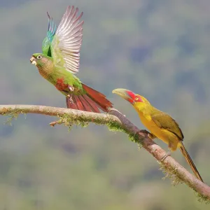Saffron Toucanet chasing off Maroon Bellied Parakeet Saffron Toucanet chasing off Maroon Bellied Parakeet