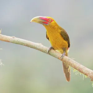 Saffron Toucanet Pteroglossus bailloni Atlantic Saffron Toucanet Pteroglossus bailloni Atlantic