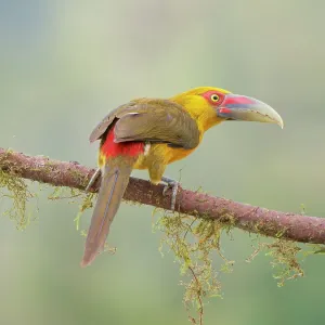 Saffron Toucanet Pteroglossus bailloni Atlantic Saffron Toucanet Pteroglossus bailloni Atlantic