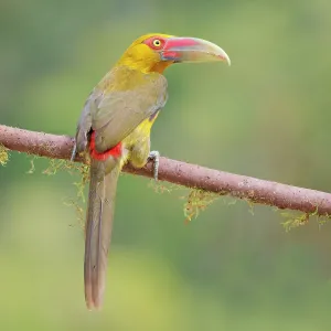 Saffron Toucanet Pteroglossus bailloni Atlantic Saffron Toucanet Pteroglossus bailloni Atlantic